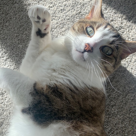 Meet your Posher, Mide - Picture 1 of 1